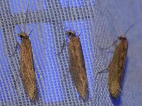 Réf. 253 021 : Plutella xylostella